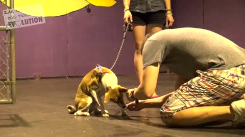 Dog training 101 (How to train any dog)