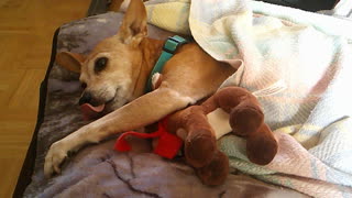 Clare relaxing with her heater and bed