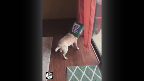 Pug Dog Puppy Funny Moments - Cute Dog Animal Pets