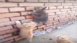 Cats race to climb the wall
