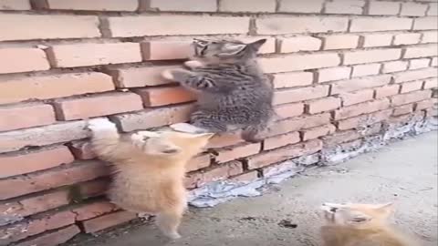 Cats race to climb the wall