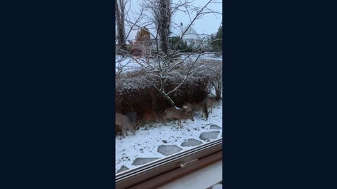 4 deer eating apples near house