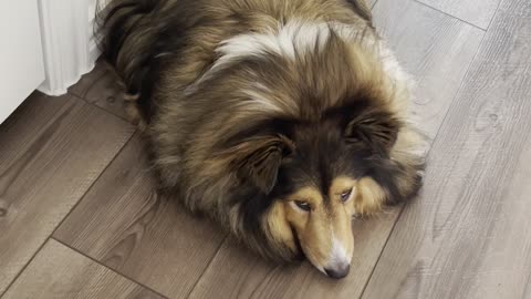The sheltie knows who farted and what to do about it.