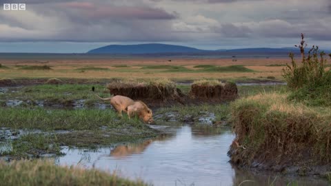 Lion Trapped by Clan of Hyenas | Dynasties | BBC Earth