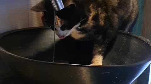 A cat that drinks water deliciously