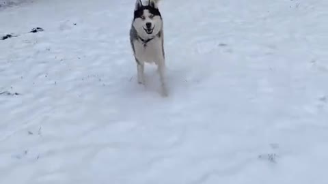 My Dog Playing with Snow| Can you Guess His Name?