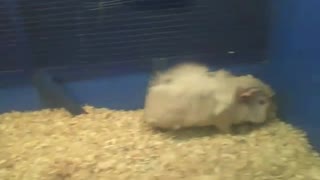 Porquinho da índia abissínio gosta de ser filmado, e fica brincando [Nature & Animals]