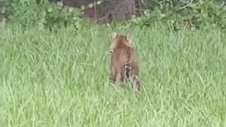 Battle Between Baby Alligator and Bobcat