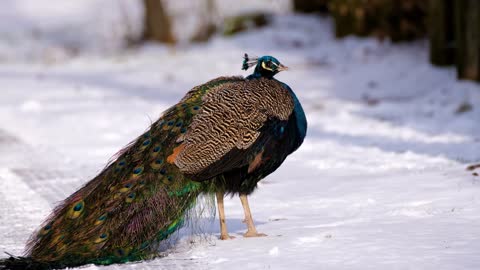 very beautiful peacock