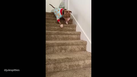 Cute pitbulls compilation pt2