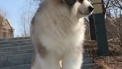 Alaskan malamute a proud prince