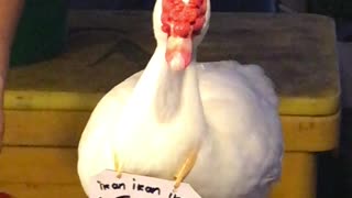 Adorable Duck Selling Fish