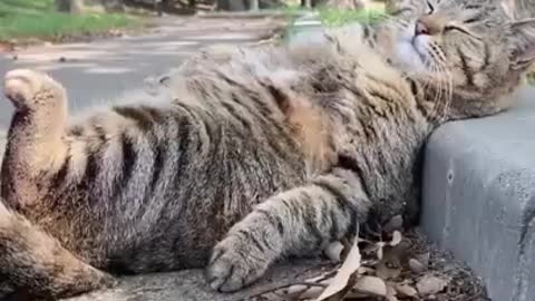 Best Funny Cats Viral Clips😹|| #funny Cats #shorts Wait For Last One😂|| #trending #animals #reels