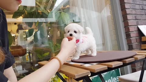 Baby bichon frise puppy video doll?puppy? cutest puppy