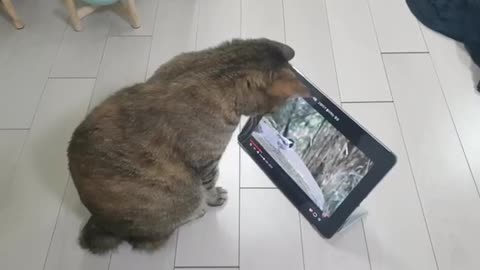 The cat watching bird in video