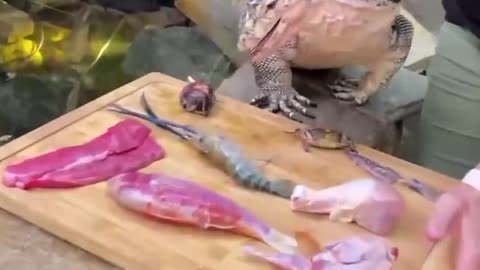 This lizard eats really well. Seafood and meat