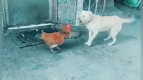 Funny Animal Fights #The Fight between Chicken and Dog#3