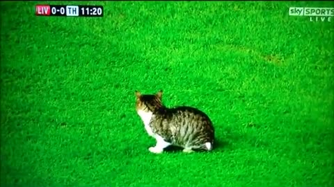 A CAT ON FOOTBALL PITCH LIVERPOOL V SPURS