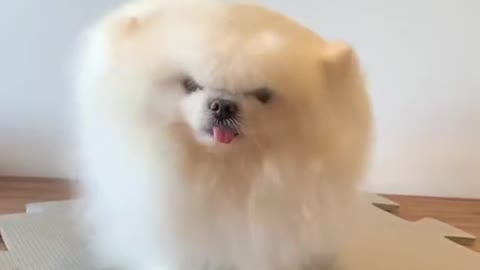 adorable perrito disfruta su secado de pelo.