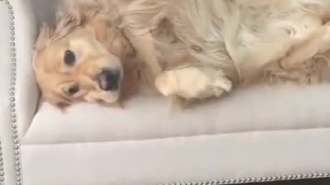 Funny and cute Golden Retriever 2021 - 😍