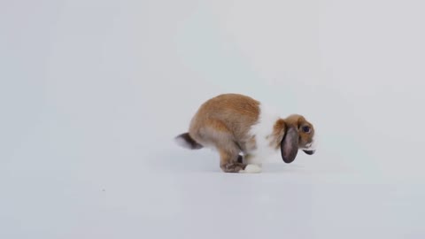 Studio Portrait Of Miniature Brown And White Flop Eared Rabbit Hopping Across White Background