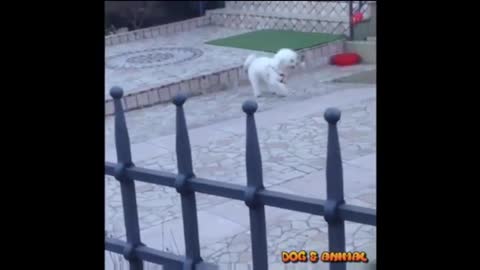 Top Dog funny Dance video