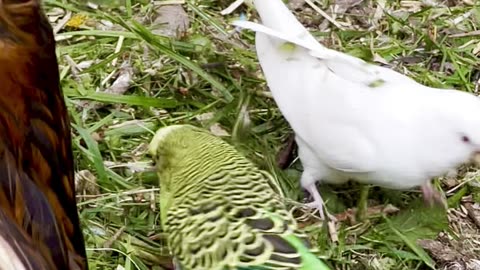 major mitchell cockatoo male eating nut