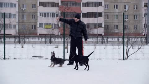 Man training jumps playful dogs feeding on winter walk while snowfall