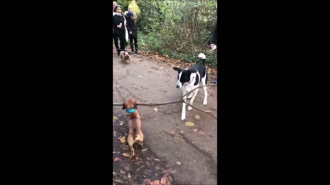 Funny dog plays with big stick 2021