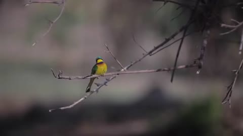 Africa Ethiopia birds, animals and nature.🌎🌿 Beautiful and amazing video😍 Watch till the end ✔