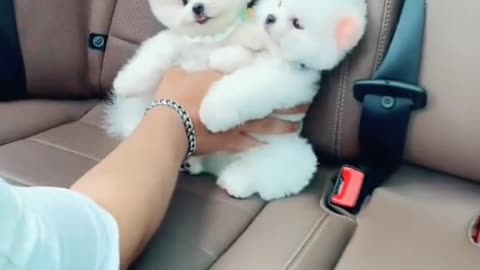 Outing by car! CUTE & Funny Pomeranian DOGS #Dogs #pomeranian