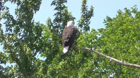 379 Toussaint Wildlife - Oak Harbor Ohio - Such A Grand Bird