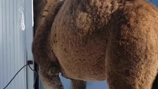 Friendly Camel Tries to Fit in Birdhouse