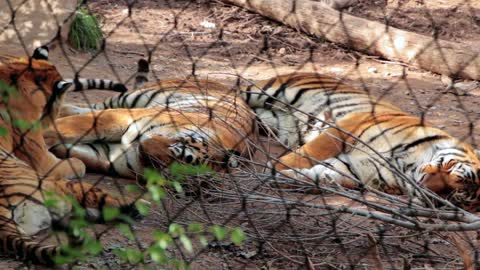 Siberian Tigers in Captivity