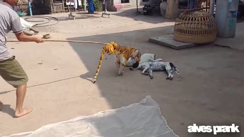 fake tiger, playing with the dog very funny