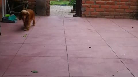 puppy playing whith a raquet ball