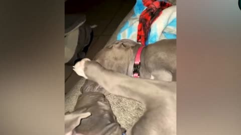 Dog Comforts Friend