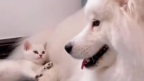 Funny and Cute Cat vs Dogs Videos Compilation 2022