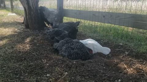Austrawhite hen and bardrock hen