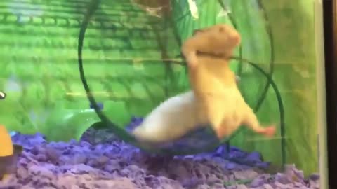 Funny Hamster 🐹