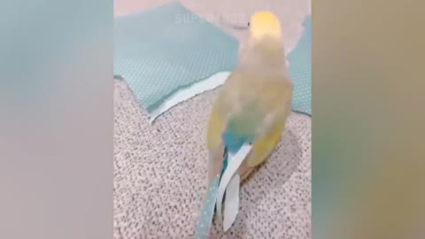 Smart And Funny Parrot Talking Videos