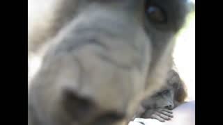 Adorable rescued baby baboon wants to investigate the camera