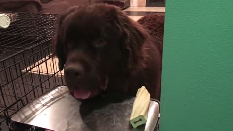 Dog wants to trade bone for little girl's soup, hilariously gets denied