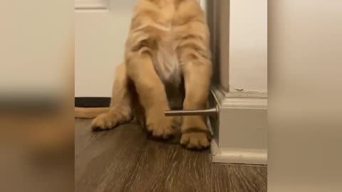 Golden puppy fascinated by doorstop.