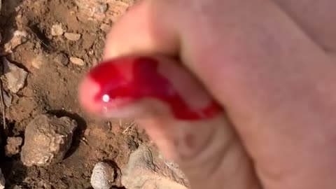 Blue Tongue Lizard Takes a Chunk of Man's Finger
