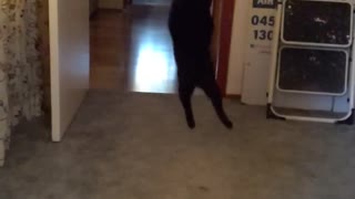My cat jumping