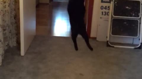 My cat jumping