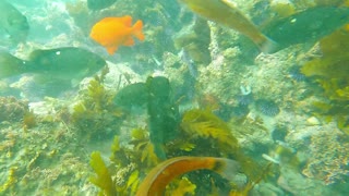 Raja Ampat underwater scenery