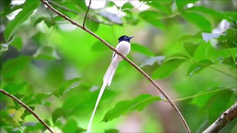 THE POCONG ROPE IS ACTUALLY NAMED OR ASIA SERIWANG (ASIAN PARADISE FLYCATCHER)