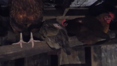 Backyard Chickens Roosting At Night